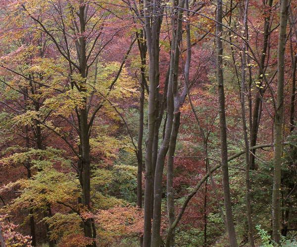 autunno in val di susa